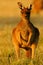 Western Grey Kangaroo