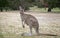 Western Grey Kangaroo