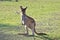 Western Grey Kangaroo in Australia