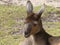 Western grey kangaroo enjoying the sun