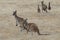 Western Grey Kangaroo, Macropus fuliginosus