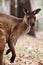 The western grey kangaroo (Macropus fuliginosus)