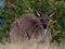 Western Grey Kangaroo Macropus fuliginosus grazing, hiding in grass, Deep Creek, South Australia