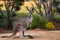 Western grey kangaroo photographed against picturesque backdrop of nature