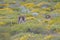 Western Grey Kangaroos, Australia