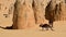 Western grey kangaroos in the pinnacles desert