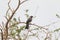 Western grey plantain-eater