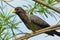 Western Grey Plantain-Eater