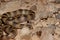 Western ground snake