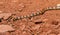 Western Ground Snake