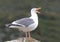 Western Gull