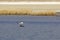 Western Gull Balancing on Rock In Water