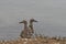 Western gull chicks