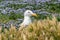Western gull nesting on Anacapa Island, Channel Islands National Park