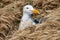 Western gull nesting in tall grass on Anacapa Island, Channel Islands National Park