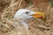 Western gull nesting in tall grass on Anacapa Island, Channel Islands National Park