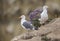 Western Gull pair