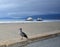 Western Gull on San Francisco\'s Ocean Beach