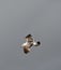 Western Gull - Seagull flying solo against a stormy sky