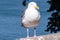 Western Gull Seagull in San Francisco