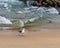 Western Gull, Seagull Walking on the Beach in Monterey California, USA