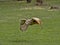 Western-headed siberian eagle owl, Bubo bubo sibiricus, in flying