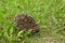 Western hedgehog Erinaceinae in the grass and between the leaves of the dandelions