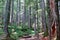 Western Hemlock and Douglas Fir forest