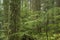 Western Hemlock Forest