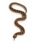 Western hog-nosed snake, Heterodon nasicus