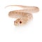 Western hog-nosed snake, Heterodon nasicus against white background