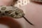 Western Hognose Snake