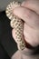 Western Hognose Snake