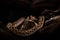 The western hognose snake (Heterodon nasicus)