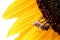 Western honey bee Apis Mellifera climbing on sunflower (Helianthus Annuus)