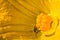 Western Honey Bee Apis mellifera collecting pollen from big beautiful yellow flower of zucchini, closeup copy space macro