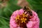 Western honey bee (Apis Mellifera) starting from purple Zinnia flower