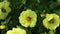 Western honey bee Apis mellifera on a yellow flower of Dahlia