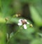 Western honey bee collecting nectar