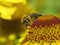 Western honey bee, European honey bee