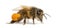 Western honey bee or European honey bee, Apis