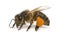 Western honey bee or European honey bee, Apis