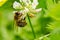 The western honey bee or European honey bee - Apis mellifera.