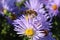 Western Honey Bee Feeding on Aster Woods on Governor's Island in NYC