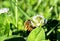 Western honey bee on a flower - apis mellifera, apidae, Hymenoptera, insecta