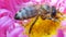 Western honey bee gathering nectar and spreading pollen on on pink michaelmas daisy