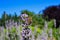 Western Honey Bee Pollinates Lavender Blossom