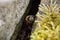 Western Honey Bee resting between rocks in a garden