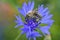 a western honeybee, Apis mellifera, in close-up, which belongs to the true bees, collects pollen from a beautiful blue