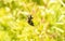 A Western Honeybee Apis mellifera Seeks Pollen in Bright Yellow Wildflowers